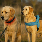 WEEM – Front-Clip Harness