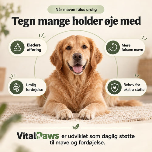 VitalPaws – Gut Support