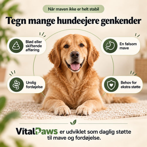 VitalPaws – Daglig Mavestøtte